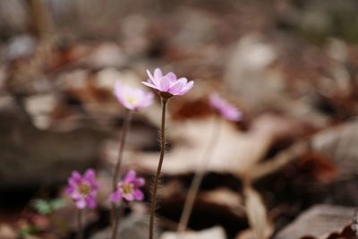 Close-up of pink flowering plant