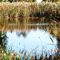 Scenic view of lake with trees reflection