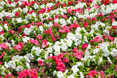 Full frame shot of pink flowering plants