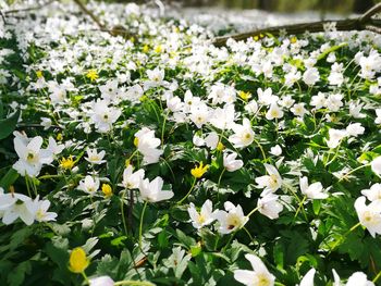 Close-up of white flowering plants on field