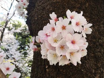 Pink flowers blooming on tree