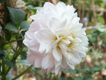 Close-up of white rose