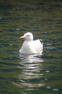 Seagull swimming in lake