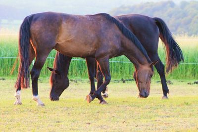 Horses grazing on field