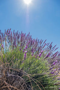 Low angle view of purple flowering plants against sky