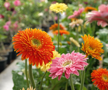 Close-up of orange flowers blooming in park