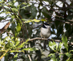 Bird perching on branch