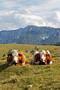 Cows in a field