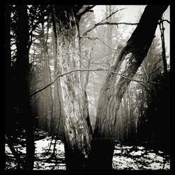 Bare trees in forest during winter