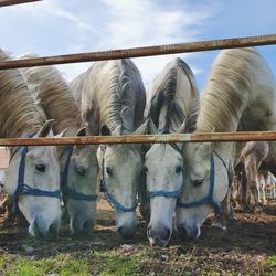 Horses in a field