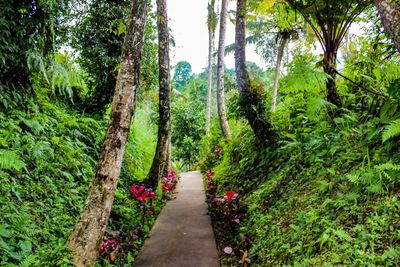 Footpath amidst trees in forest