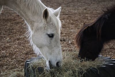 Close-up of sheep on field