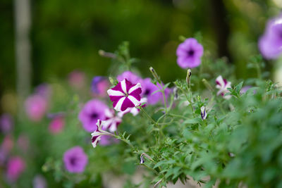 Close-up of pink flowering plant