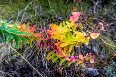 Close-up of maple leaves during autumn