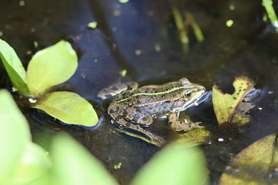 Frog on leaves in pond