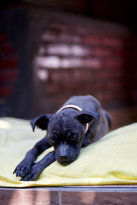 Portrait of puppy resting