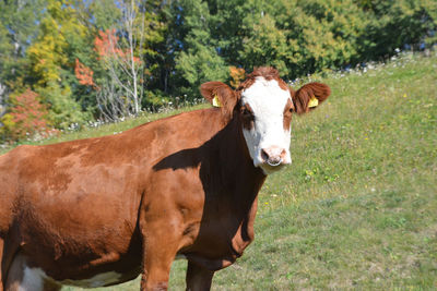 Portrait of a horse standing in field