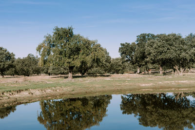 Reflection of trees in lake against sky