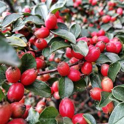 Close-up of cherries growing on tree