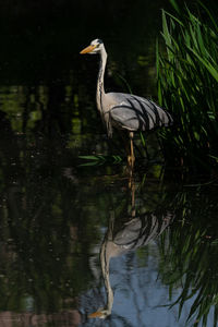 Reflection of gray heron in lake