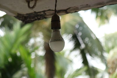 Close-up of decoration hanging on tree