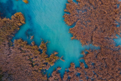 High angle view of trees by lake