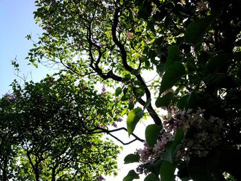 Low angle view of trees against sky