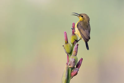 Close-up of bird perching on a flower