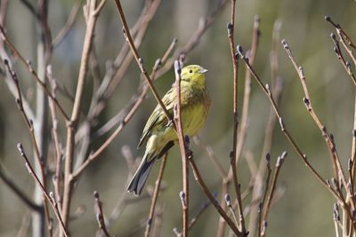 Close-up of bird perching on branch