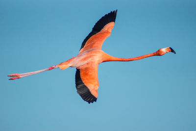 Low angle view of a bird flying against clear blue sky