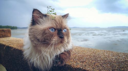 Cat looking away against sea