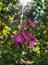 Close-up of pink flowers blooming in garden