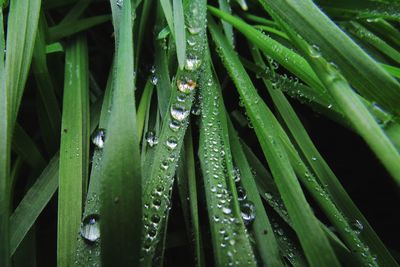 Close-up of wet plants during rainy season