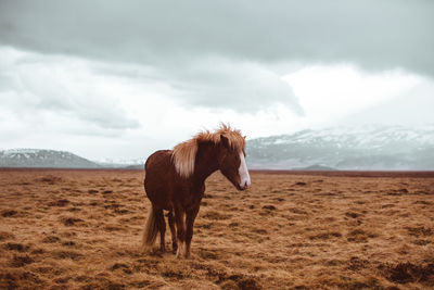Horse standing on grass against sky