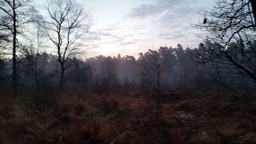 Bare trees on landscape against sky