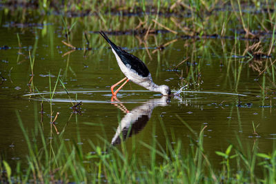 Bird drinking water in a lake