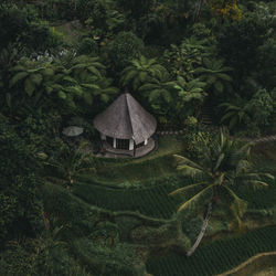 High angle view of trees by plants