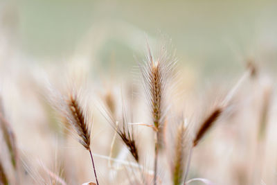 Close-up of wheat plant