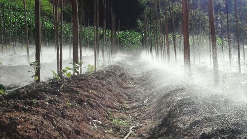 Trees growing in forest