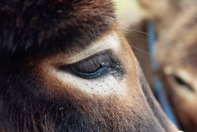 Close-up of horse eye