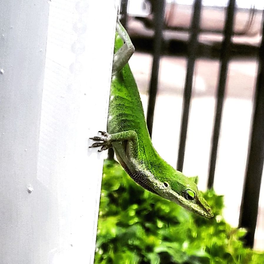 one animal, animal wildlife, animal themes, green color, animals in the wild, animal, vertebrate, lizard, reptile, no people, focus on foreground, close-up, day, nature, plant, selective focus, outdoors, insect, side view, invertebrate