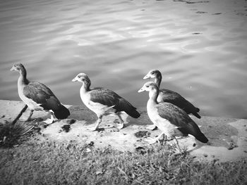 Flock of birds on lakeshore