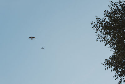 Low angle view of birds flying against clear sky