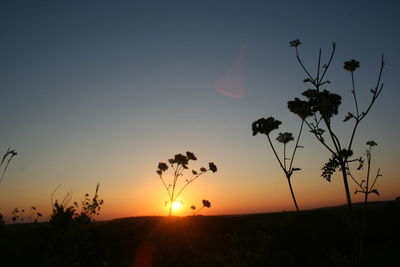 Silhouette of plant at sunset