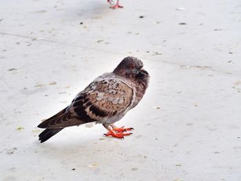 High angle view of pigeon perching on a land