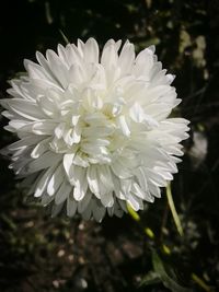 Close-up of white flowers