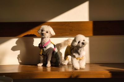 Dogs sitting on hardwood floor