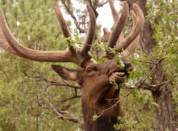 Close-up of deer in the wild