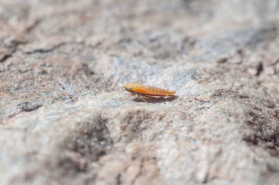 Close-up of lizard