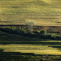 Scenic view of agricultural field